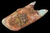 Cretaceous Gar Fish Scale - Kem Kem Beds #72690-1